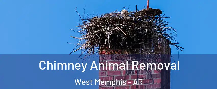  Chimney Animal Removal West Memphis - AR