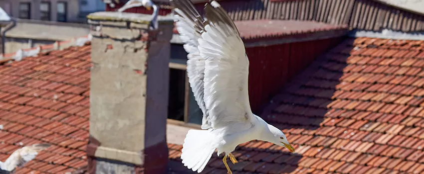Residential Chimney Animal Removal Solution in West Memphis, AR
