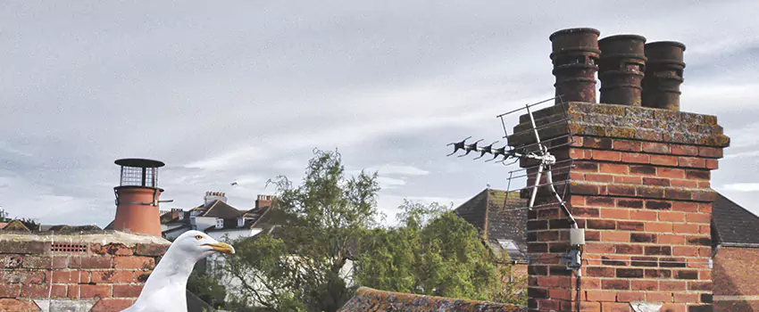 Chimney Cleaning And Restoration in West Memphis, Arkansas